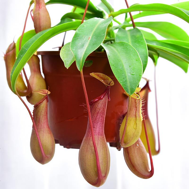 猪笼草盆栽捕蝇食虫草室内桌面花卉绿植吃蚊子奇趣植物