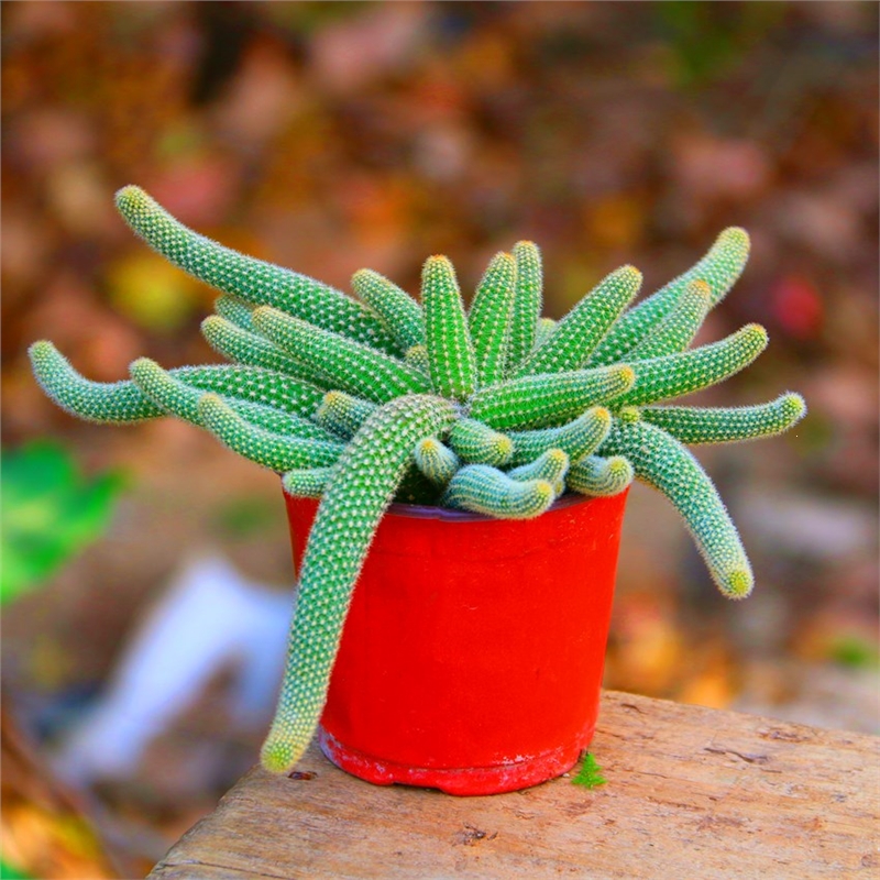 白檀多肉植物 报价行情 排行 品牌 参数 怎么样 图片 商家 苏宁易购