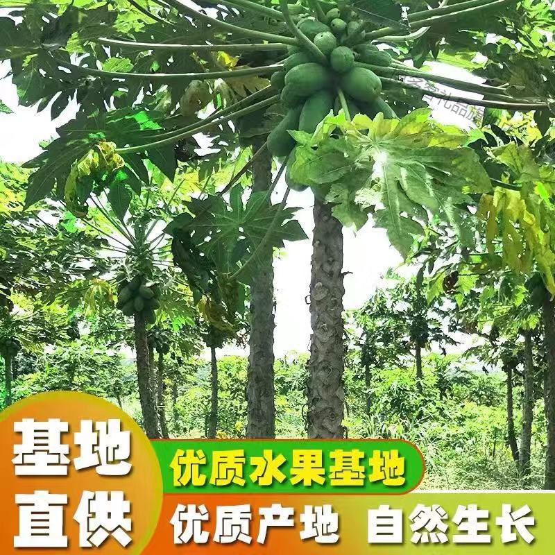 湛航 红心牛奶木瓜整箱应季冰糖青木瓜大木瓜新鲜水果当季批发