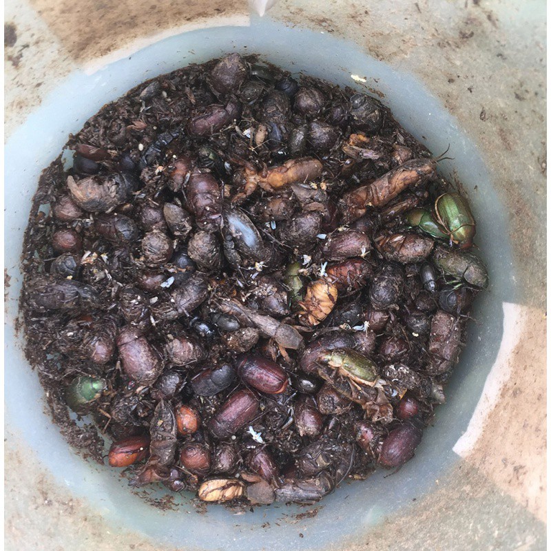 三维工匠式杀虫灯电击式农用灭蚊灯诱虫灯吸果夜蛾果园抓虫灯 三维工 [交流220v大型][黑白双杀果实蝇]杀虫灯23W灯泡高清大图