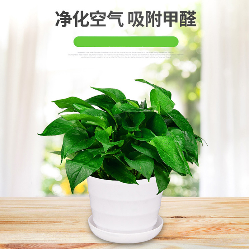 绿萝盆栽室内客厅吸甲醛净化空气四季长青植物耐寒耐热好养活