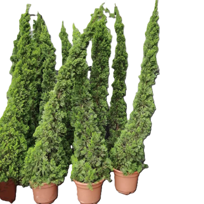 诚智旺 龙柏 高1.8m /棵高清大图