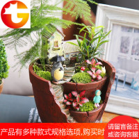 微景观迷你盆栽苔藓微景观小盆栽diy创意盆栽微景观植物