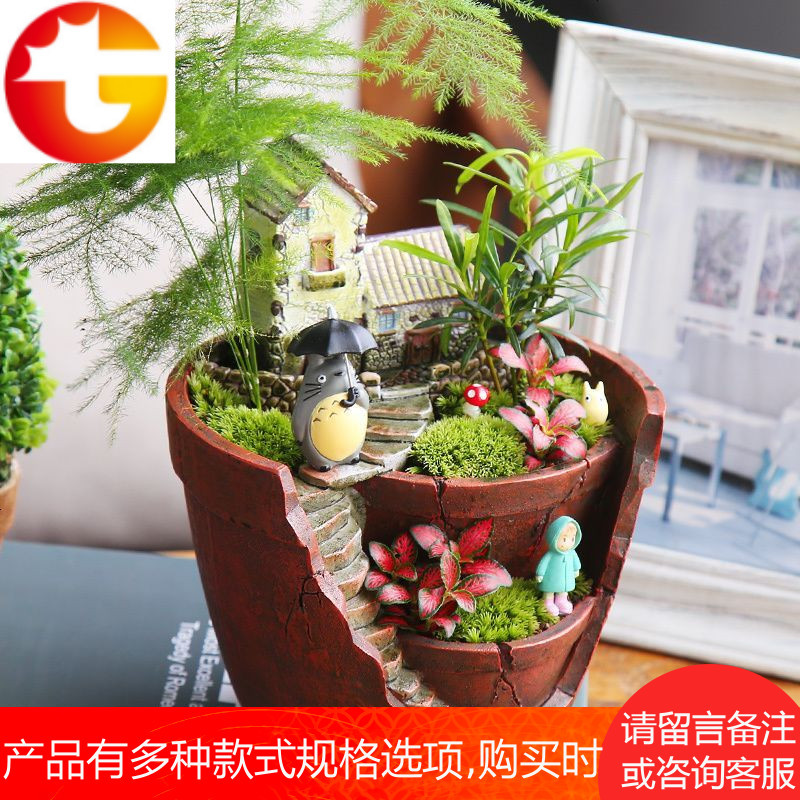 微景观迷你盆栽苔藓微景观小盆栽diy创意盆栽微景观植物