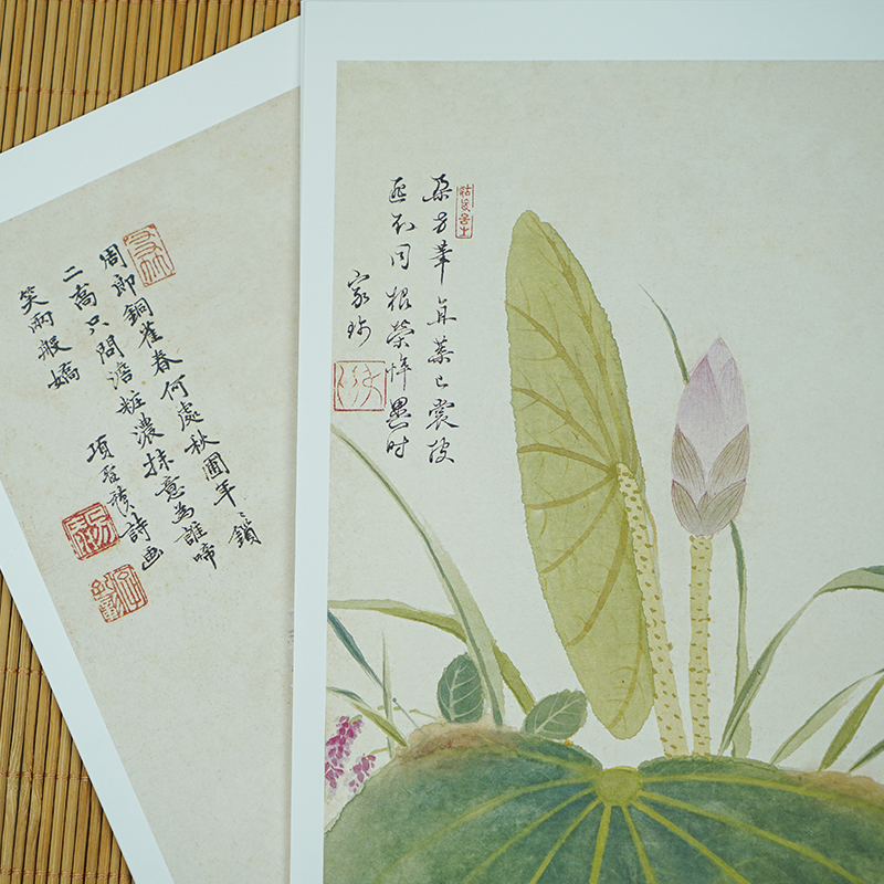 醉染图书出类艺术大家小品 项圣谟·花卉图册9787534078545高清大图