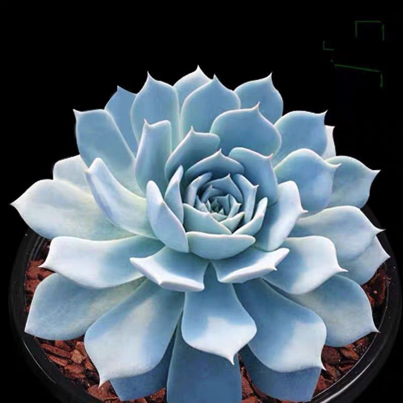 黑法师多肉植物法师多肉老桩多头清仓超大法师多肉处理批发