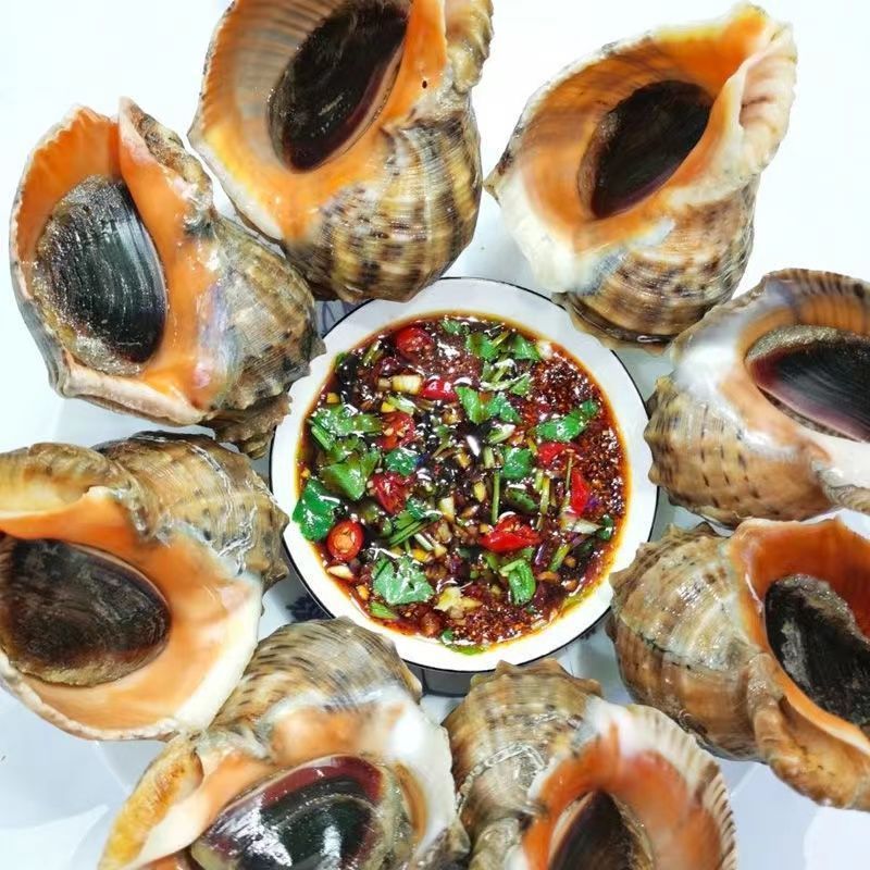 赛卡伊海鲜螺类鲜活特大海螺贝壳类非花螺壳薄肉多