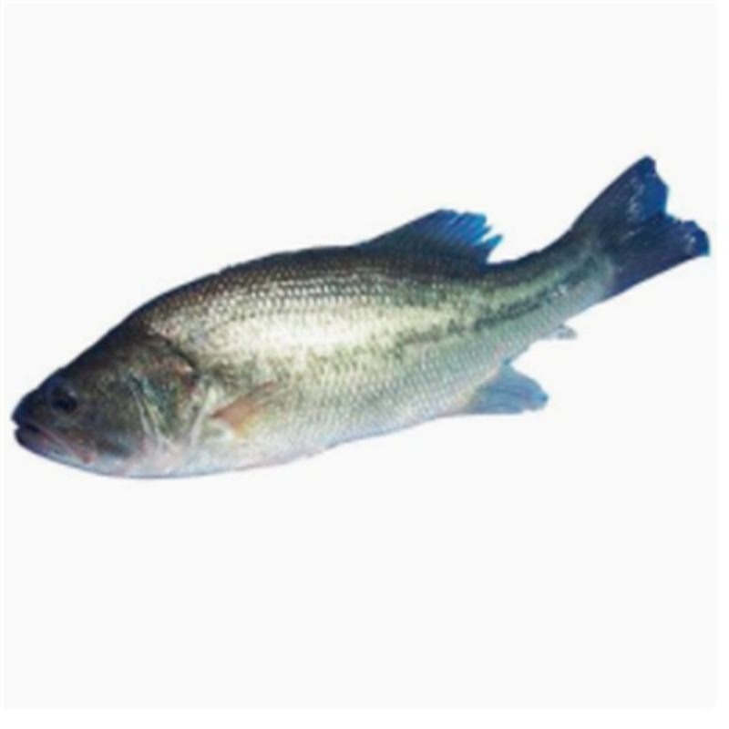 苏众 鱼类 鲈鱼专项定制高清大图
