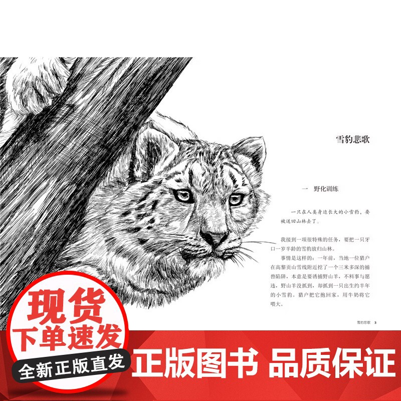 雪豹悲歌 升级版 动物小说大王沈石溪品藏书系 小学三四五六年级课外阅读书籍动物小说 浙江少年儿童出版社 正品高清大图