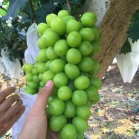 种日本晴王翠玉香印青提葡萄苗无籽葡萄树苗南方北方种植