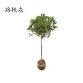 路轶森 八月桂直径 10cm 棵