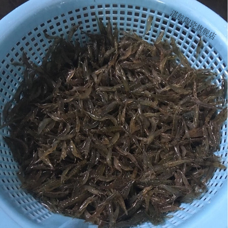 黑壳虾大个除藻虾控藻顺丰包活草缸大清洁虾活体乌