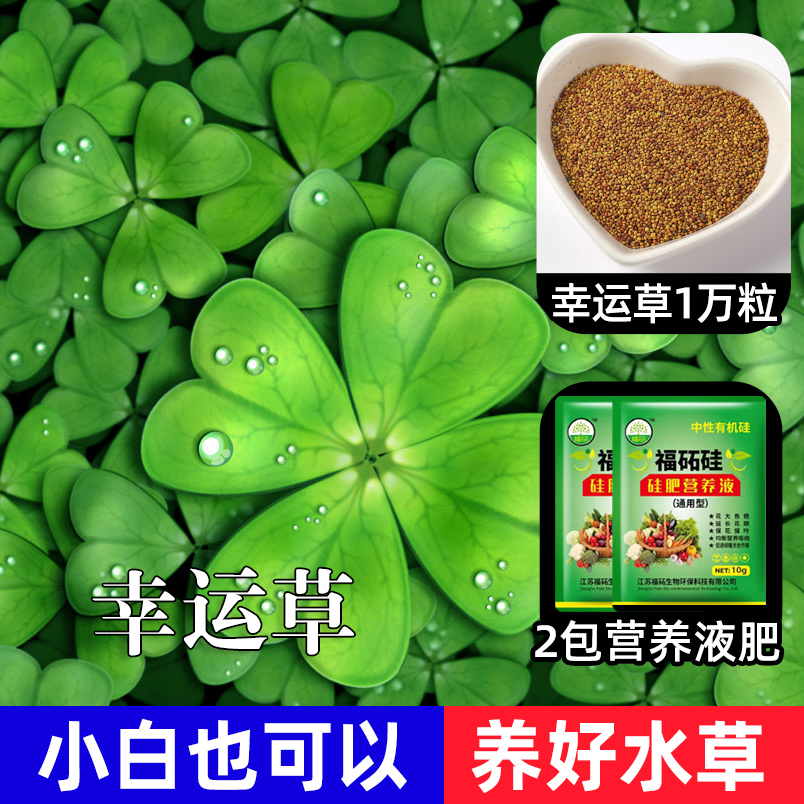 鱼缸水草种子生态造景套餐植物种籽孑水培阴性真草盆栽装饰牛毛 均码 幸运草1万粒+2包营养液肥
