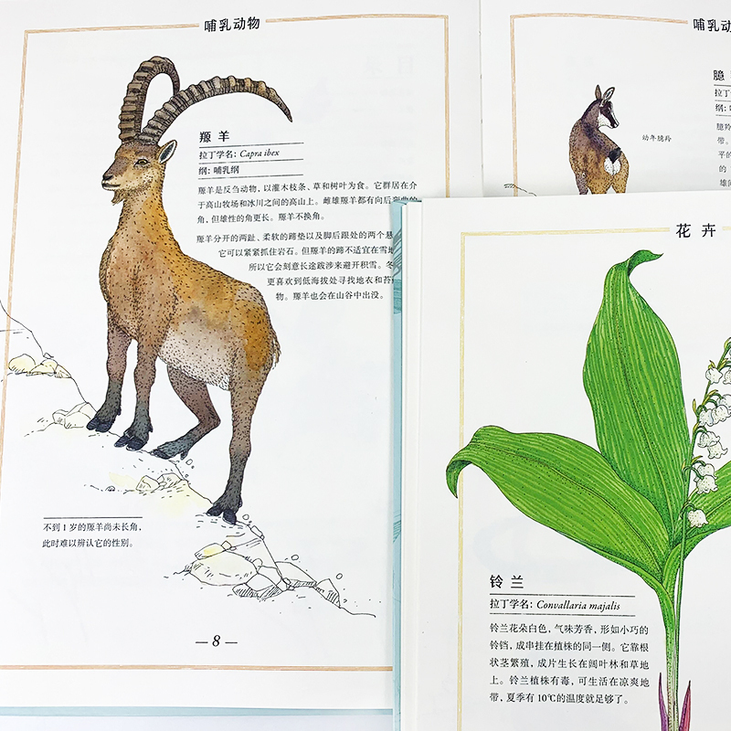 我的手绘博物馆 山地生物 [正版] 我的手绘博物馆 山地生物 6岁以上科普百科 垂直自然带自然读物 童书