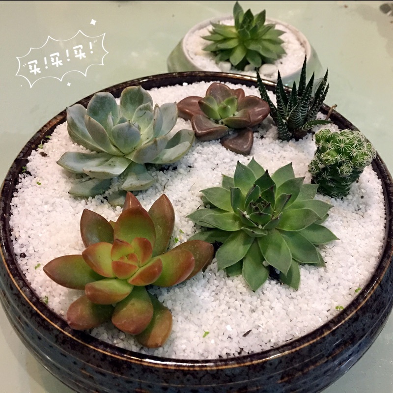 弹痕多肉铺面砂石花盆盆栽装饰黑白沙子碎石天然河沙水晶砂5斤 金黄3 5mm 5斤图片 高清实拍大图 苏宁易购