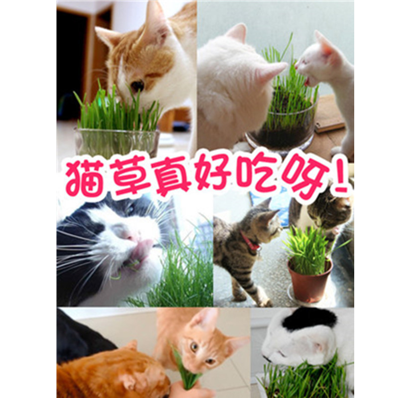 猫草种子薄荷粉猫零食猫咪化毛去毛球猫草大麦种植套装猫咪用品