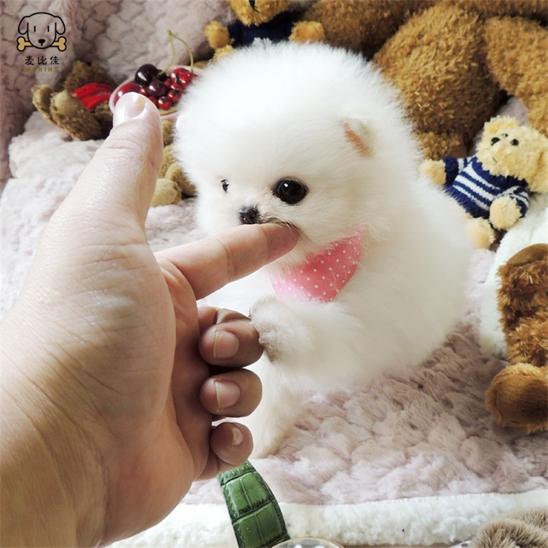 麦比佳宠物狗狗活体博美犬幼犬活体哈多利系球体博美俊介狗狗小体玩具型血统级长不大茶杯犬纯白色黄色博美狗高清大图