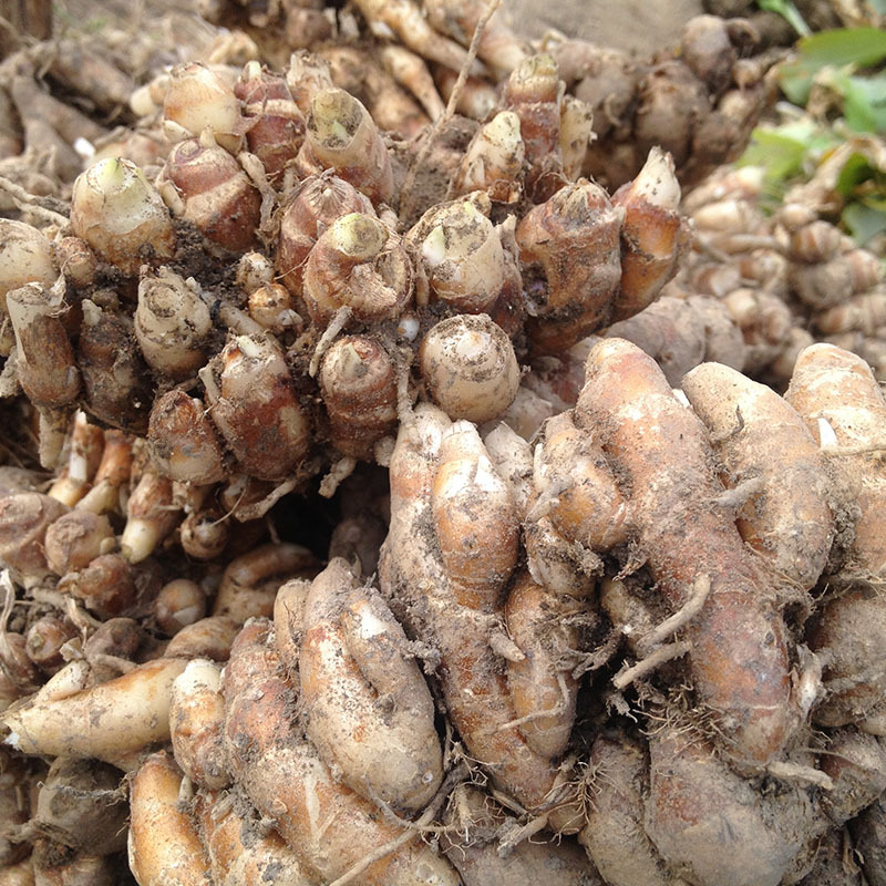 广东高州新鲜沙姜生姜山奈子三赖沙姜鸡白切鸡配料山辣土姜500g