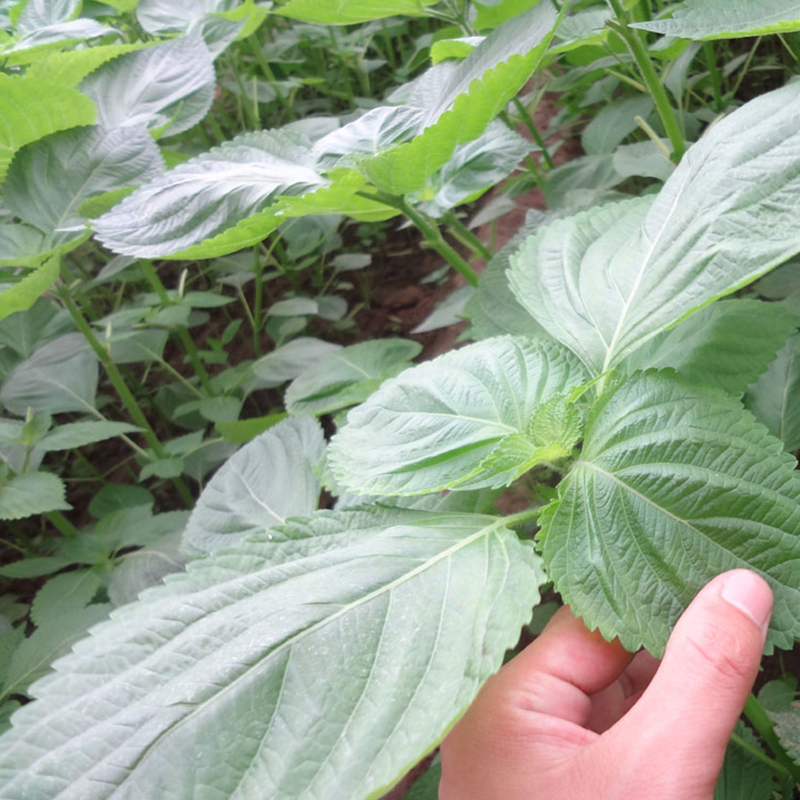 800g顺丰新鲜苏子叶韩国烤肉叶子料理蔬菜紫苏菜叶