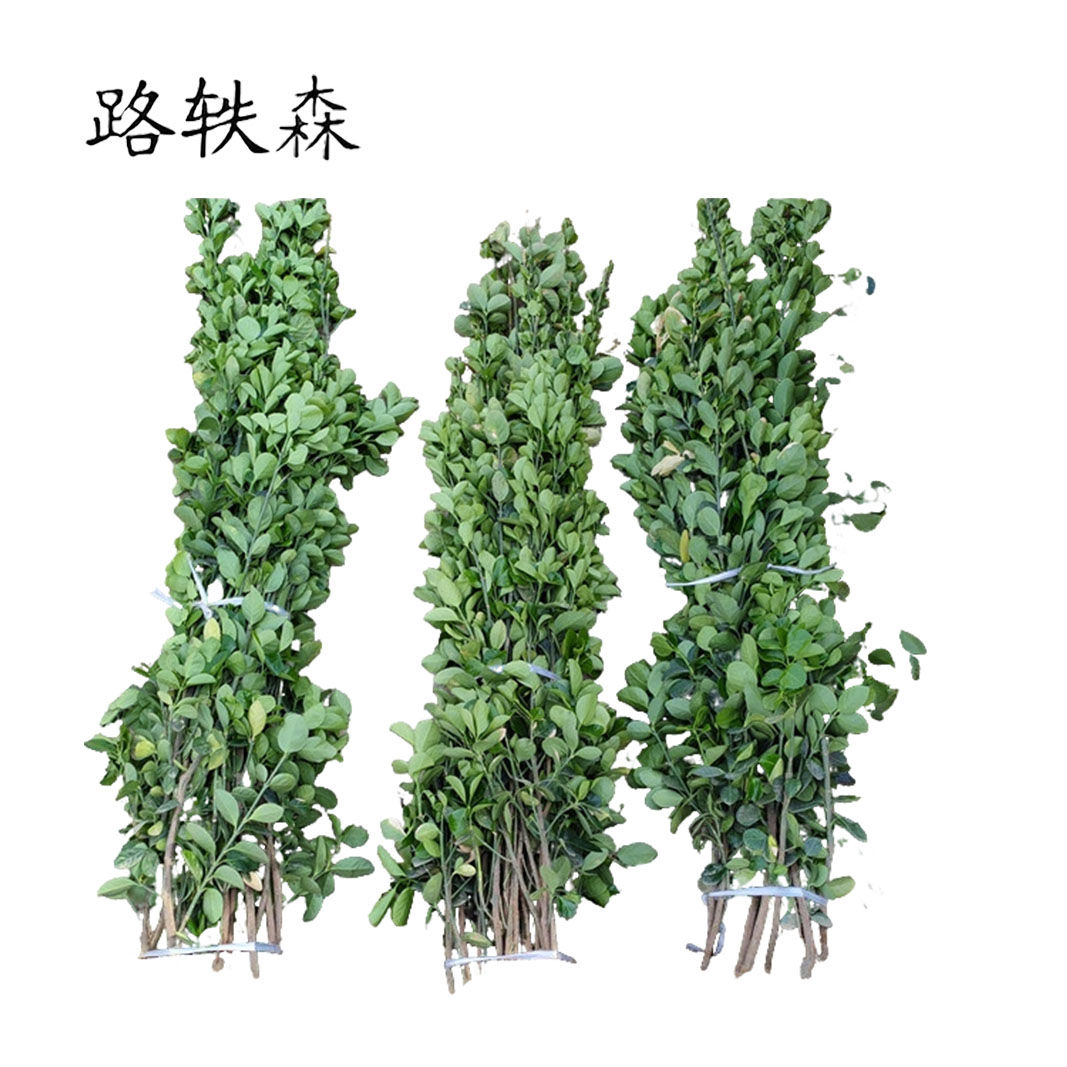 路轶森 灌木树苗可选品种高度 1m-1.2m 棵高清大图