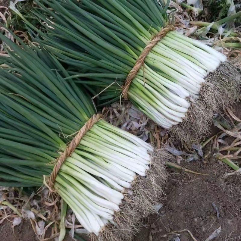 赛卡伊现挖现发新鲜分葱安徽农家自种白皮葱安徽大葱可吃可栽带根带泥