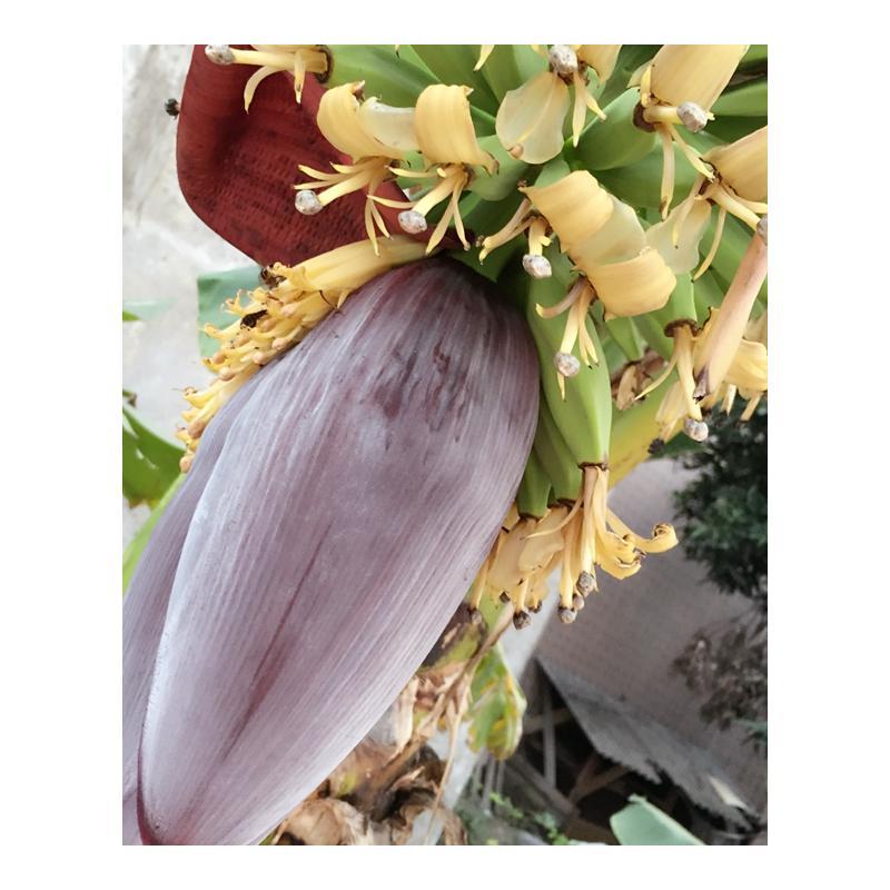 博多客新鲜芭蕉花香蕉花新鲜食用5斤小米蕉香蕉心大蕉花蕾报价 参数 图片 视频 怎么样 问答 苏宁易购