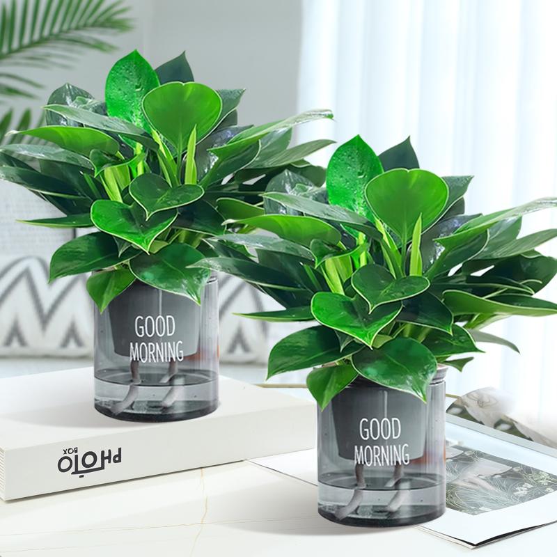 【补贴10%】金钻盆栽植物铂金钻绿萝箩水培大叶绿植多肉办公室内懒人好养花卉 两盆特惠金钻25cm3棵灰早安盆+营养液