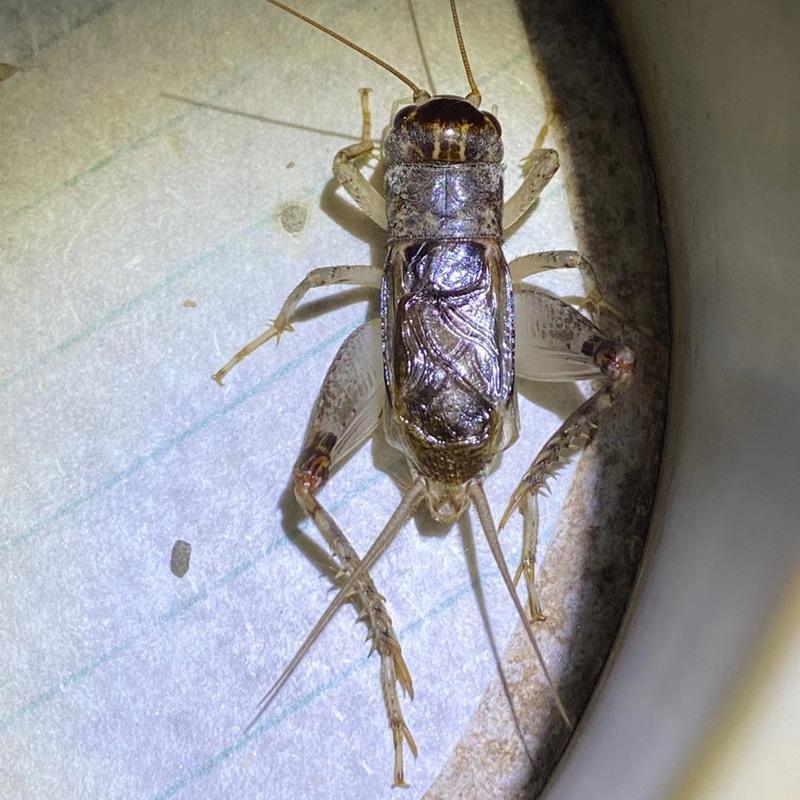 山东野生蟋蟀宁津冠县斗虫精品自抓野生秋虫蟋蟀 5厘左右