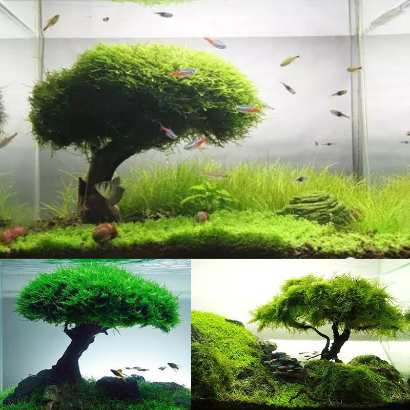 莫斯树成品生态鱼缸造景水草真草缸植物活莫斯装饰沉木mini单簇