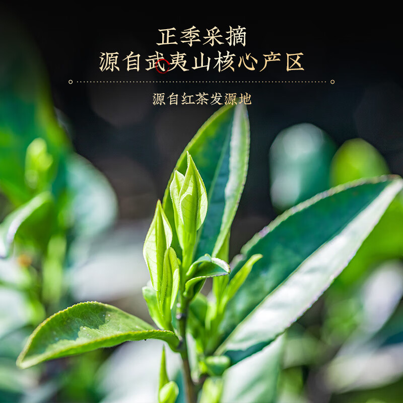茗军师茶叶 武夷山原产红茶(金骏眉+正山小种)500g送礼自己喝高清大图