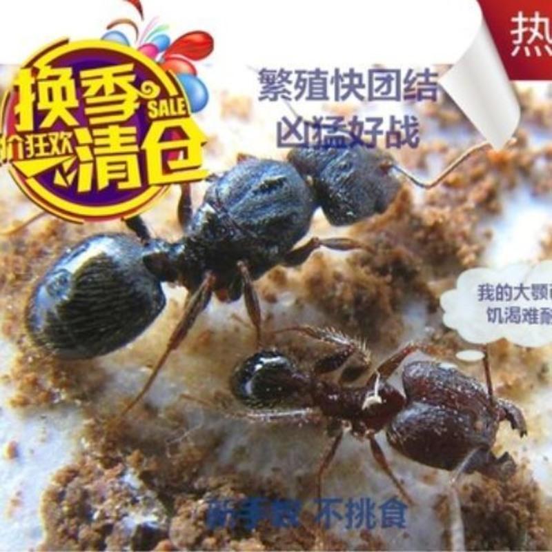 伊大头蚁大头蚁好养的宠物蚂蚁蚁后活体蚂蚁城堡别墅工坊1后几工参数