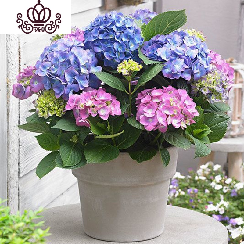 封后绣球花苗植物无尽夏好养的花四季开花不断盆栽花卉植物室内易养活2 粉黛不含盆图片 高清实拍大图 苏宁易购