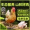 [苏鲜生推荐]雀淘 皖南金凤黄油老母鸡2.3-2.6斤/只 1只装 新鲜现杀冷冻净膛竹林慢养鸡走地鸡