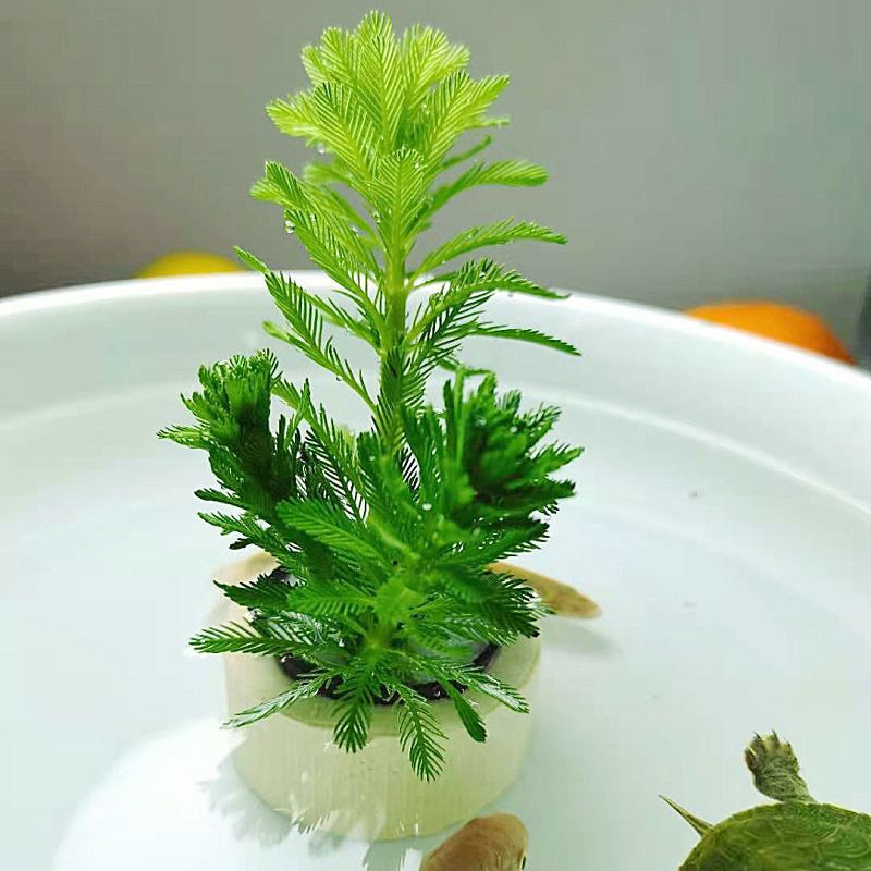 蟹水培植物盆栽鱼缸水草淡水乌龟鱼缸造景水培狐尾藻不配水草环6株