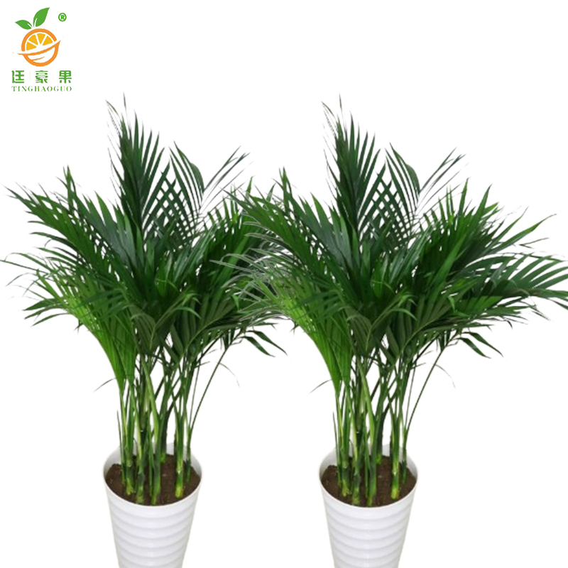 廷豪果 君子兰盆栽 14片 /盆高清大图