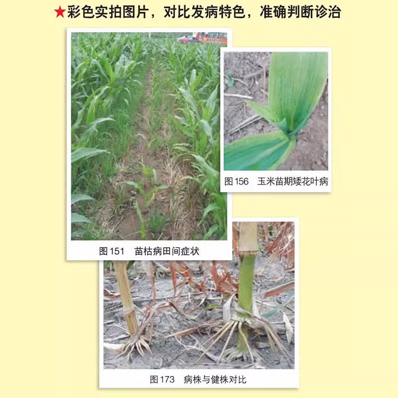 [醉染正版]图说玉米生长异常及诊治玉米高效栽培农业种植技术大全病虫害防治书农药知识农作物现代大棚蔬菜作物育种学玉米种植业高清大图
