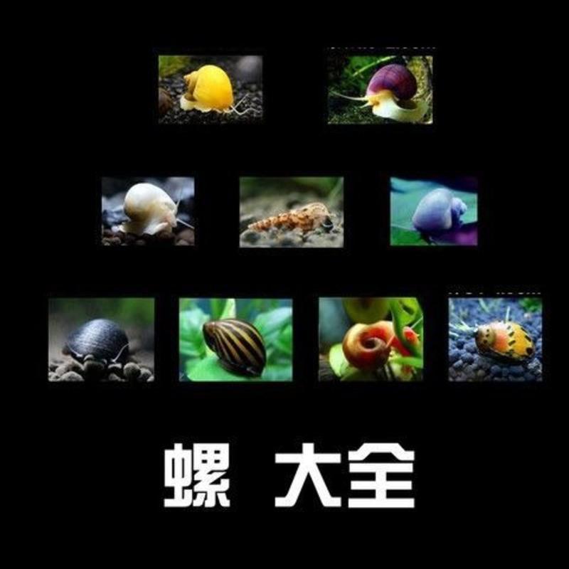 苹果螺观赏螺活体蜗牛宠物螺除藻螺鱼缸清洁工具螺神秘螺淡水繁殖 混色苹果螺8送7备损