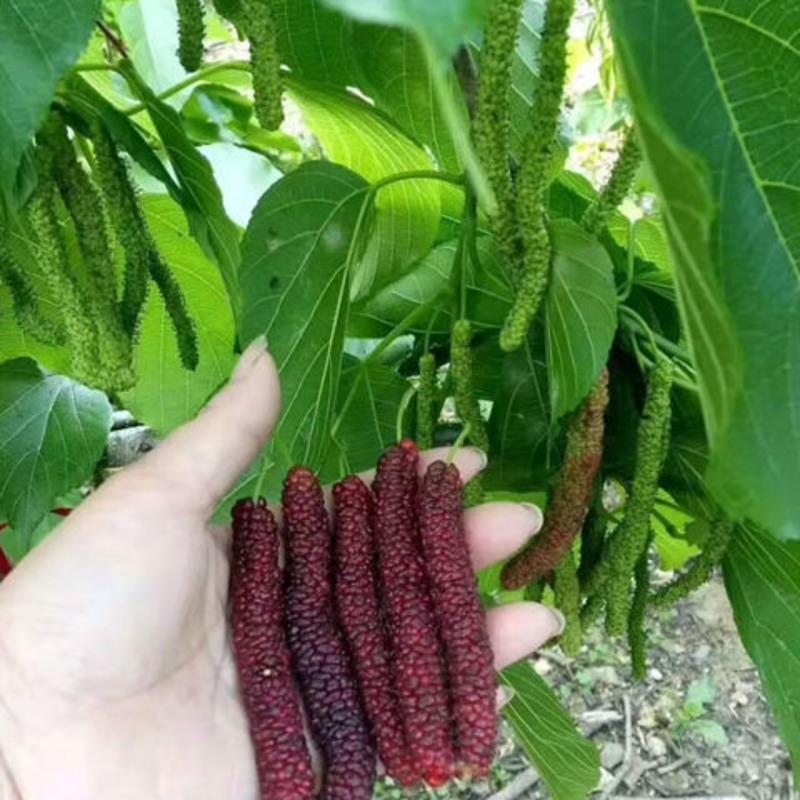 长桑果树苗四季结果桑葚树苗嫁接当年结果长桑果苗桑树苗南方种植一年