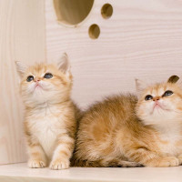 【定金】英国毛短毛猫 英短渐层 英短金渐层幼崽幼猫 猫咪