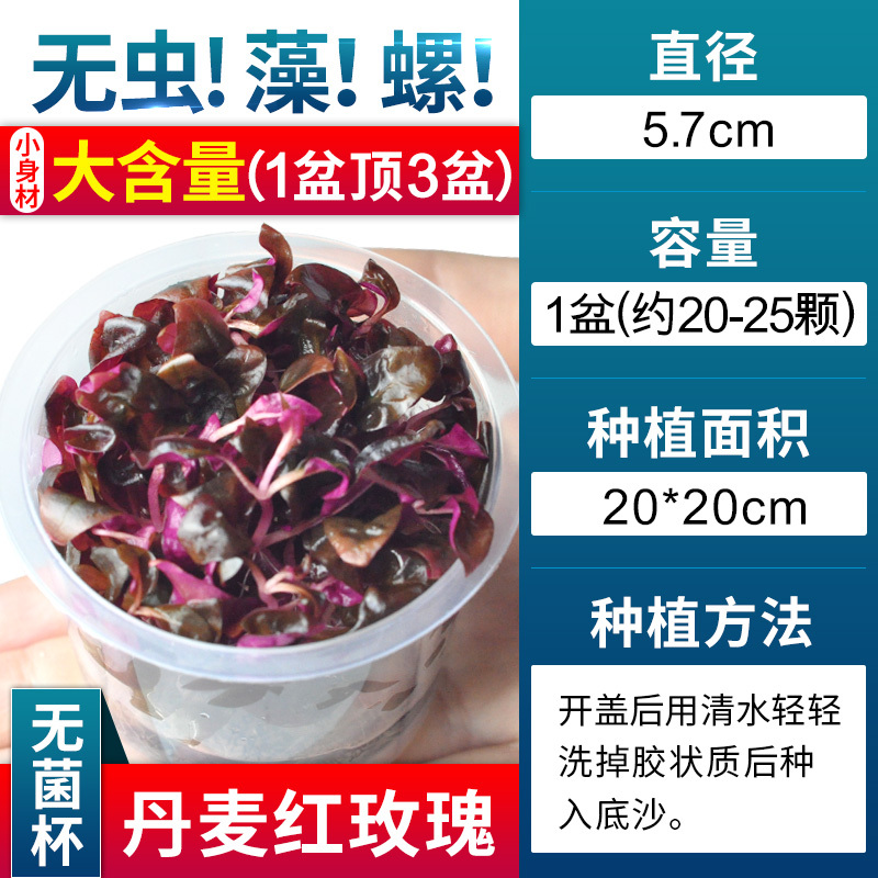 爬地矮珍珠前景水草植物日本水下叶鱼缸造景水培真草古法养鱼趴地
