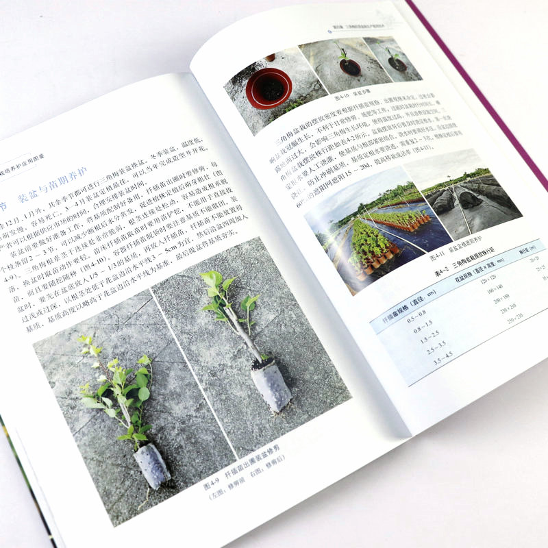 [正版]三角梅品种栽培养护应用图鉴 三角梅光叶子花和叶子花园艺养护栽培与鉴赏书籍高清大图