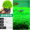爬地矮珍珠前景水草植物日本水下叶鱼缸造景水培真草古法养鱼趴草 均码 迷你矮珍珠拍1发2-