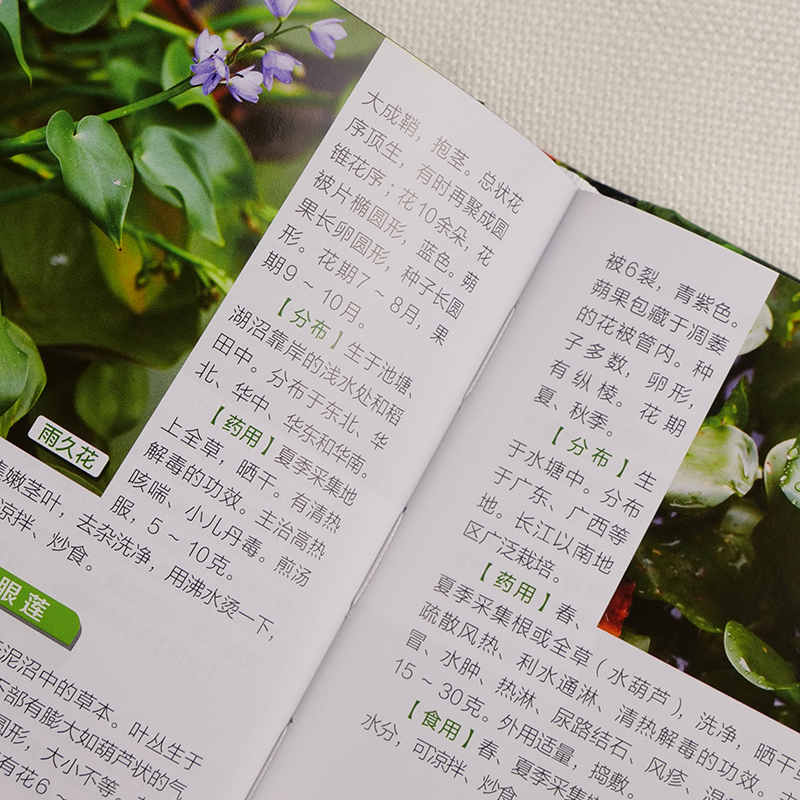 [正版]新版 500种野菜野外识别速查图鉴 药用植物食用方法保健功效蔬菜果实药用常见有毒植物野外鉴别识别方法教程随身查高清大图