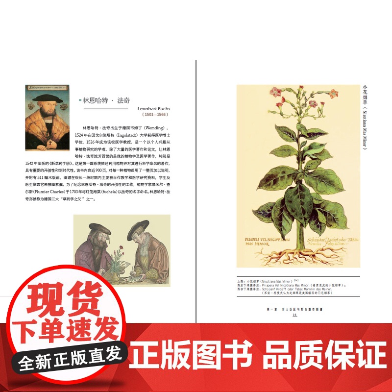 [店]世界野生烟草植物图典(1522—2022)自然科普、植物科普、植物图鉴、野生烟草、世界野生烟草、人文历史高清大图