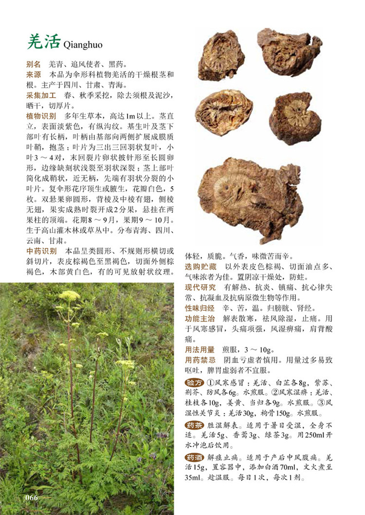 [醉染正版]图解 中草药大全 家庭中草药图典 中草药彩色图鉴 中医养保健书籍 野外识别原植物鉴别图册 常见中草药检索工高清大图