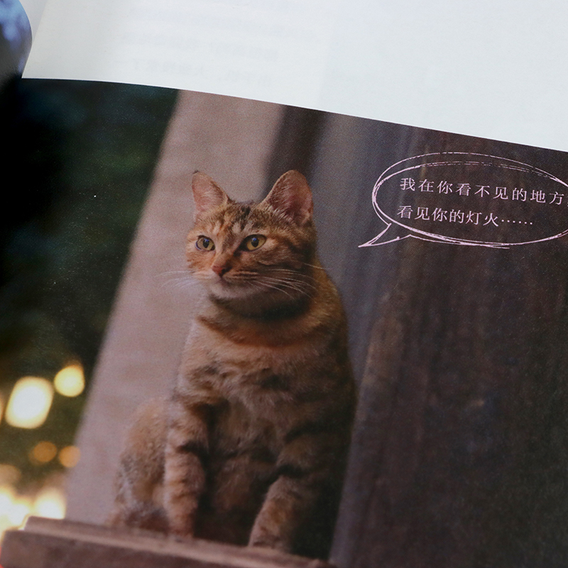 喵在江南 [正版]出版社喵在江南 徐岩猫咪摄影集写真随笔可爱宠物街猫拍摄照片相册萌趣猫猫照片喵星人摄影画册创意礼物高清大图