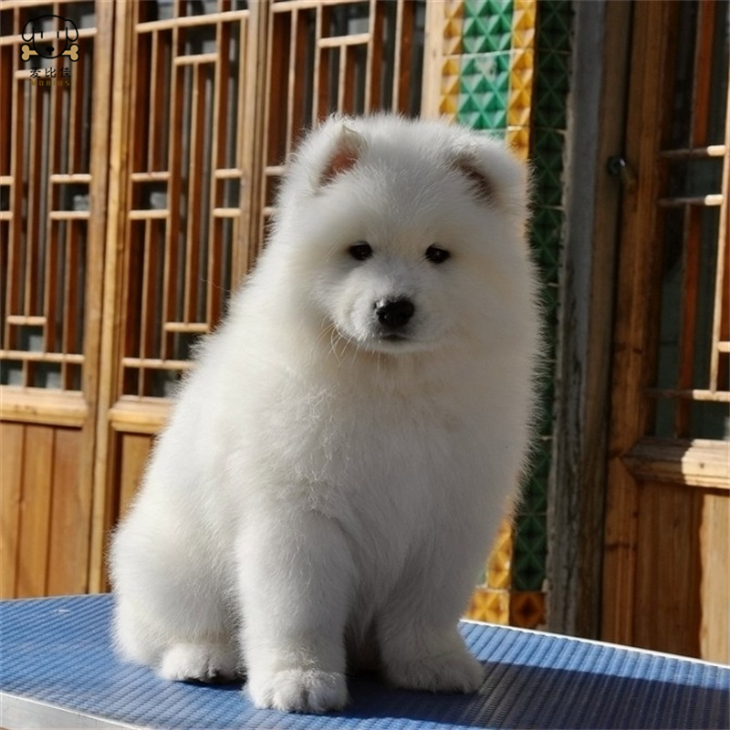 麦比佳 萨摩耶犬幼犬 萨摩耶犬狗狗活体 纯种血统中大型雪橇犬萨摩大骨架熊版澳版微笑天使纯白色萨摩耶宠物狗狗高清大图
