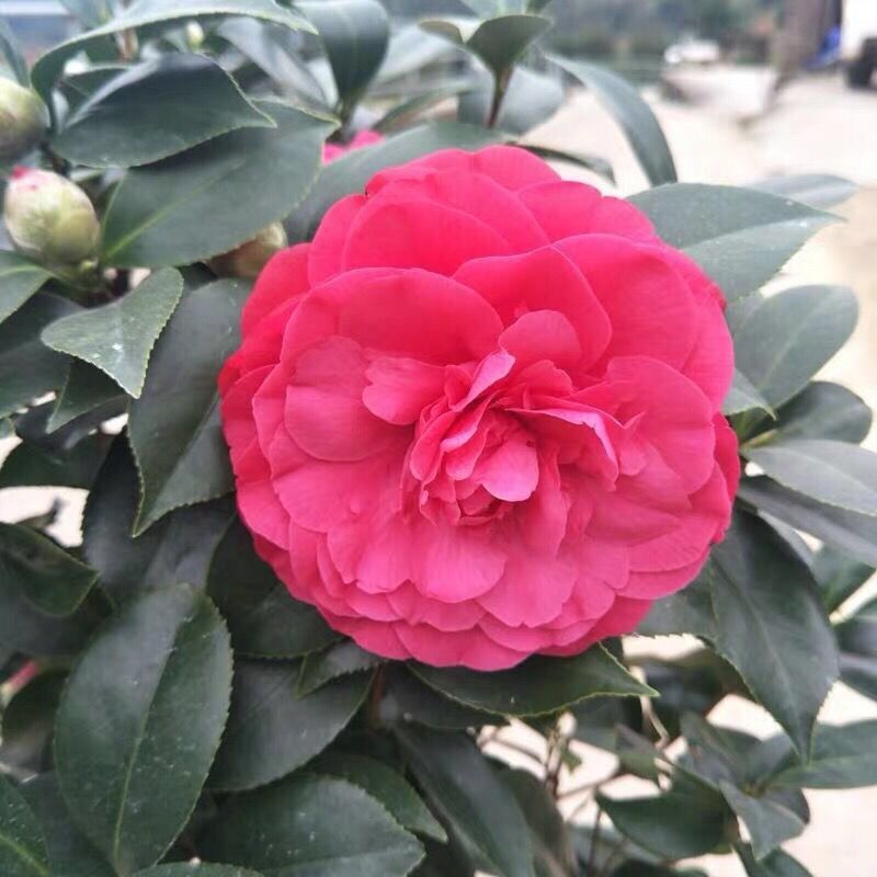 茶花树苗五色赤丹茶花香妃茶花盆栽玫瑰花卉盆栽室内阳台庭院耐寒