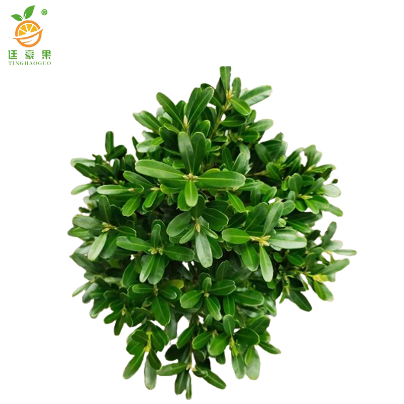 廷豪果 冬青苗 高80-100cm50棵/捆高清大图