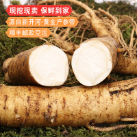 康美长白山新鲜人参东北吉林带土鲜人参煲汤泡酒约50g*2根送礼盒
